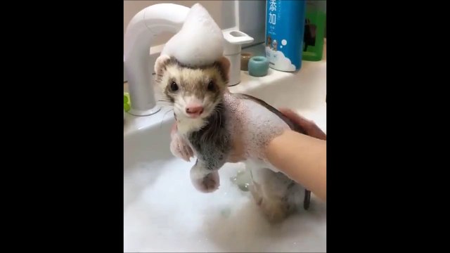 Ce petit furet adore prendre son bain