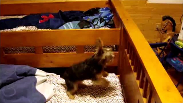 Ce chien est monté sur ressorts... Jump Jump Jump