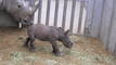 Naissance d’un bébé rhinocéros à Pairi Daiza