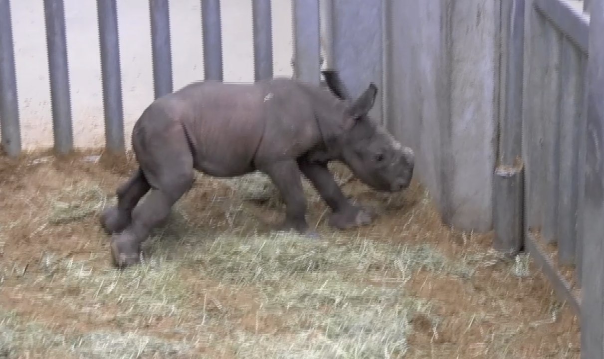 Naissance d’un bébé rhinocéros à Pairi Daiza