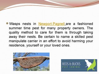 How to Go About Removal of Bees Nests in Newport Pagnell
