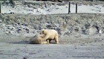 ロシア極北、カラ海沿岸地域のホッキョクグマ親子