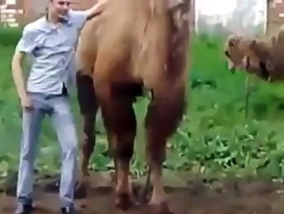 Залез на верблюд