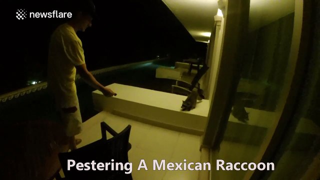 Raccoon reminds man that it is not tame