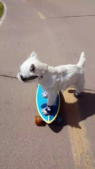 Le chien le plus cool d'internet !