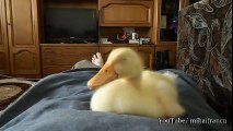 Duckling Snoring FUNNY
