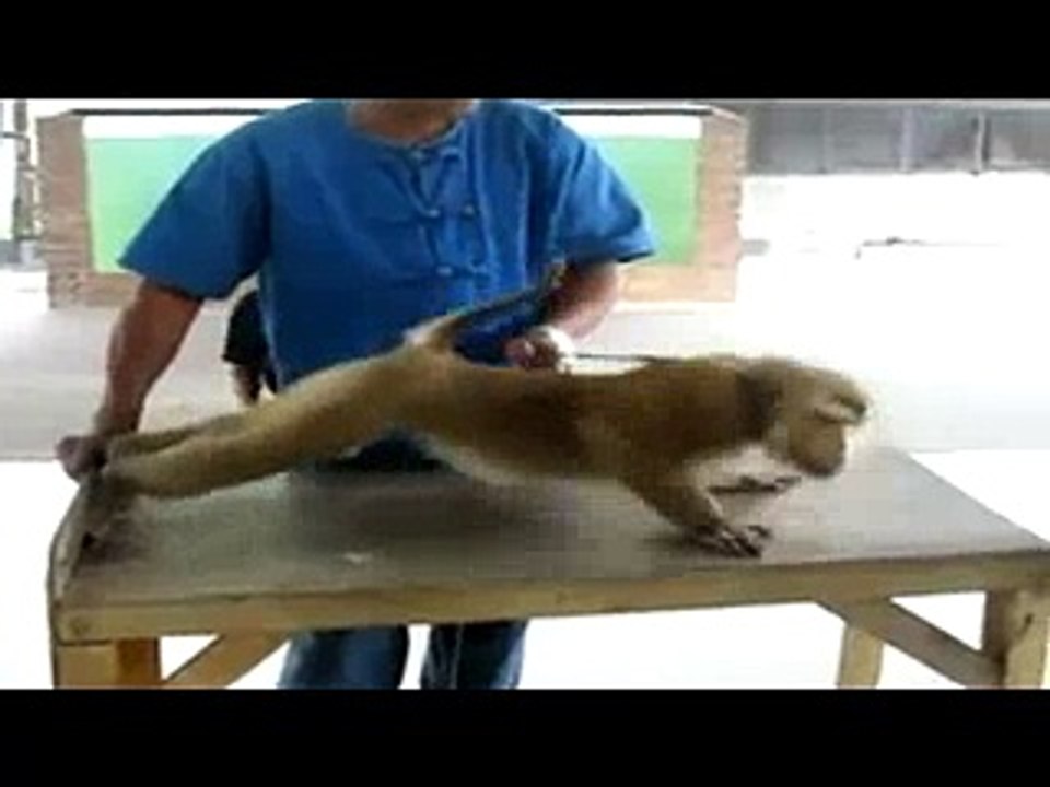 Monkey_Doing_Pushups_And_Situps - Funny Videos