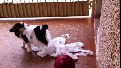 Funny Cats And Dogs Vs Toilet Paper Compilation 2014 [NEW]