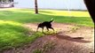Funny Dogs Chasing Their Tails Compilation 2014 [NEW]