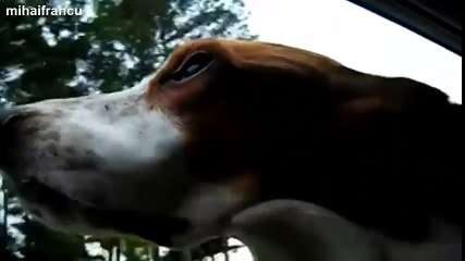 Funny Dogs Flapping Cheeks On Car Rides Compilation 2014 [NEW]