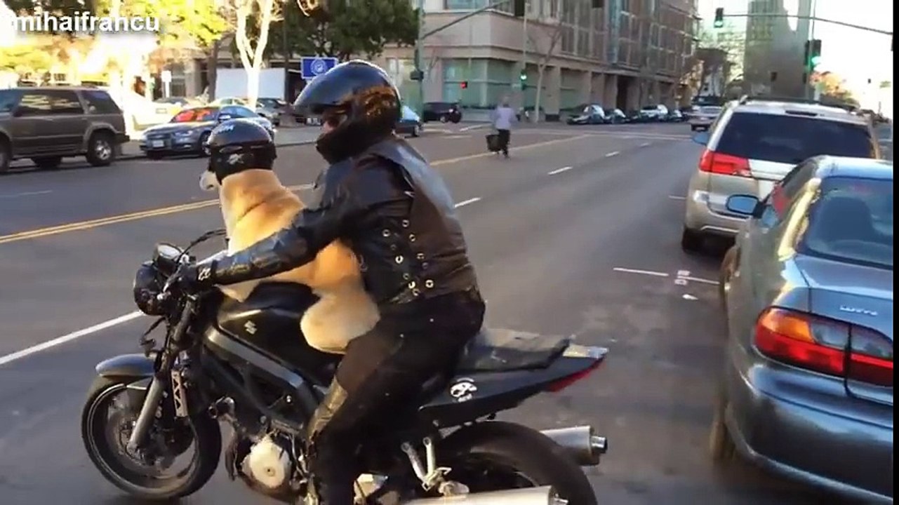Funny Dogs Riding On Motorcycles Compilation 2014 [NEW]