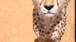 Cute Cheetah Meowing