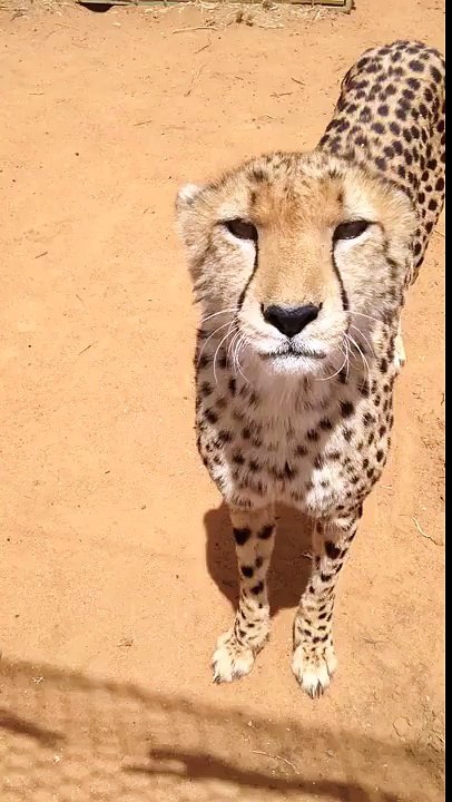 Cute Cheetah Meowing