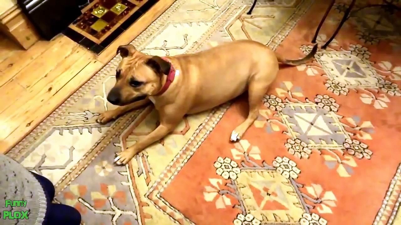 Funny Animals Playing Dead Compilation 2013