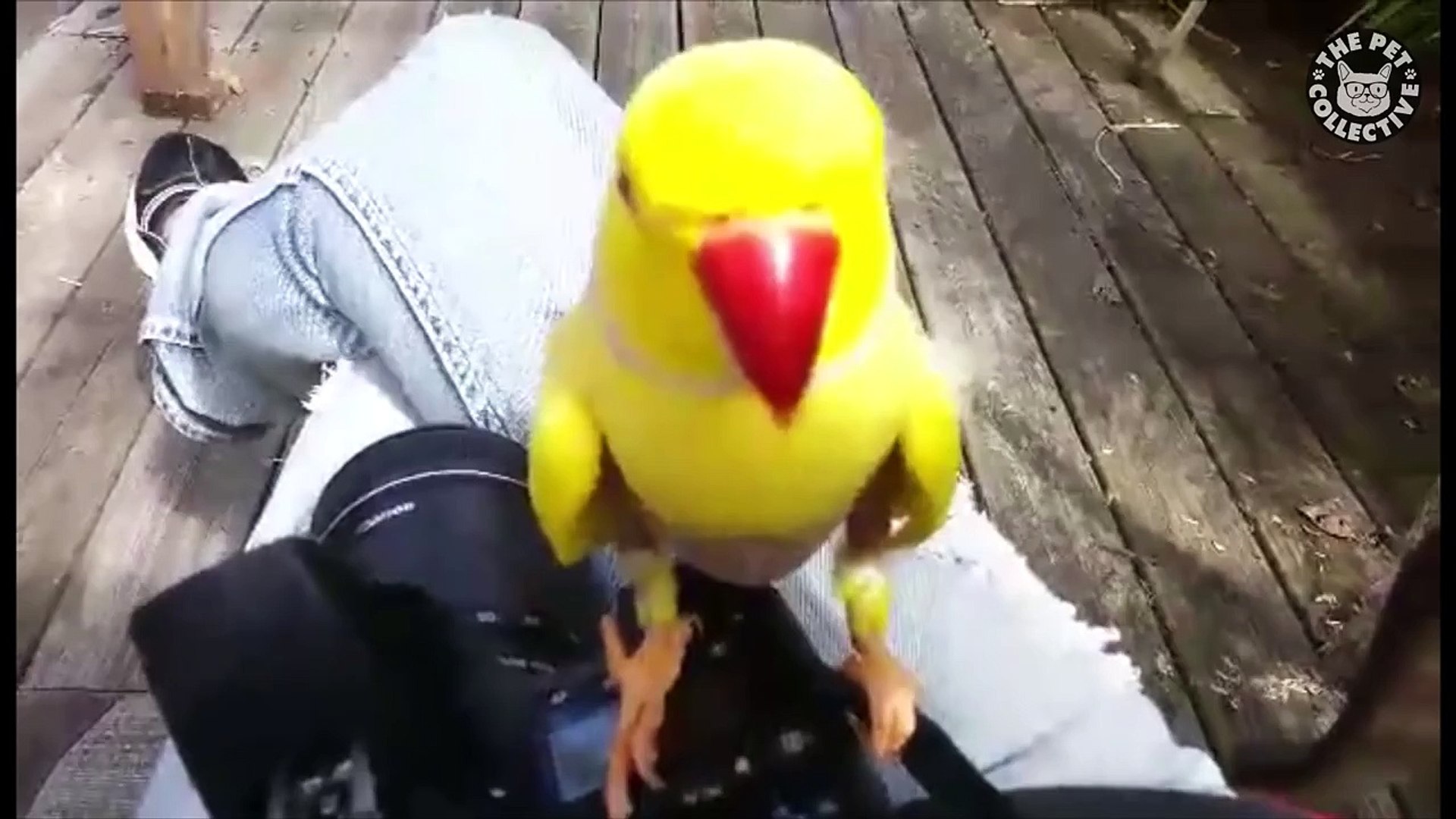 ⁣Millennial Pets || Funny Pet Compilation