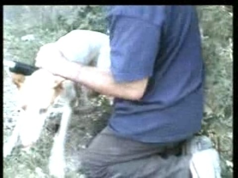 Rescatan a un centenar de perros abandonados en Ibiza