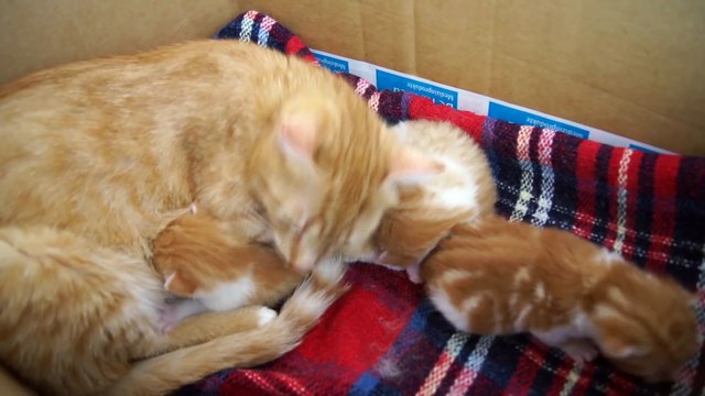 Mama Cat Talks to her Baby Kittens best movies