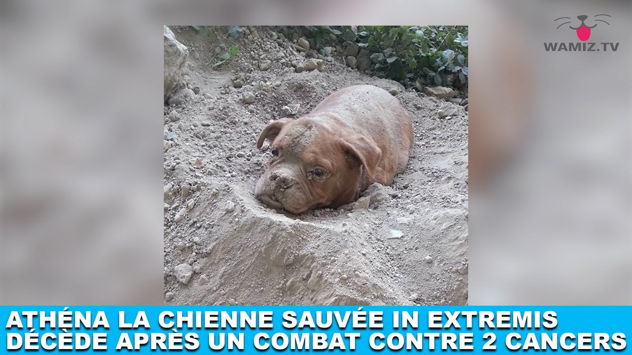 Athéna la chienne sauvée in extremis décède après un combat contre 2 cancers... Plus d'infos dans la minute chien #169