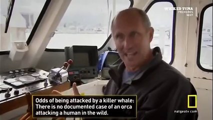 Great White shark Vs Killer Whale HD73