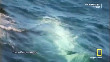 Great White shark Vs Killer Whale HD87