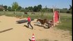 Faire de l'agility avec un cheval