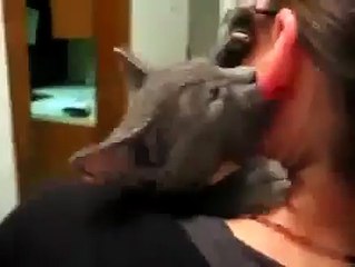 Un chat en manque de calin