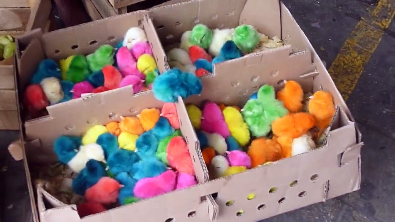 Le triste sort de ces poussins de pâques - maltraitance animale