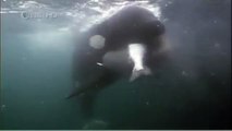 Habitat of the Orca Killer Whales & Sea Creatures 35