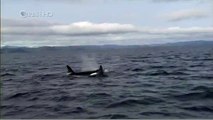 Habitat of the Orca Killer Whales & Sea Creatures 36