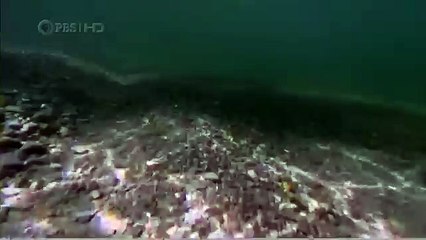 Habitat of the Orca Killer Whales & Sea Creatures 5