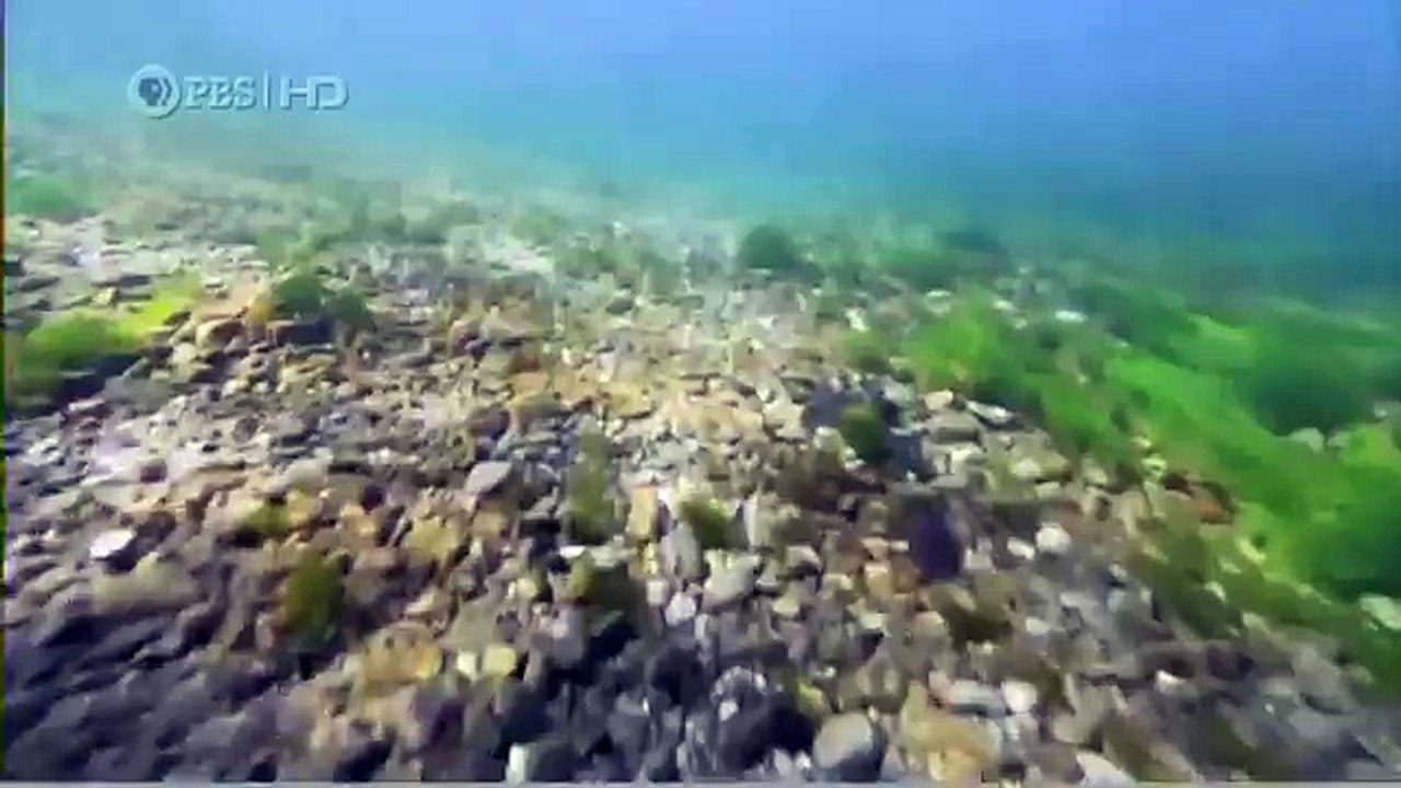 Habitat of the Orca Killer Whales & Sea Creatures 12