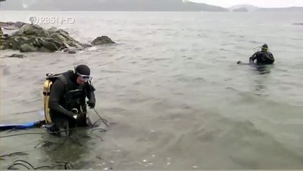 Habitat of the Orca Killer Whales & Sea Creatures 16