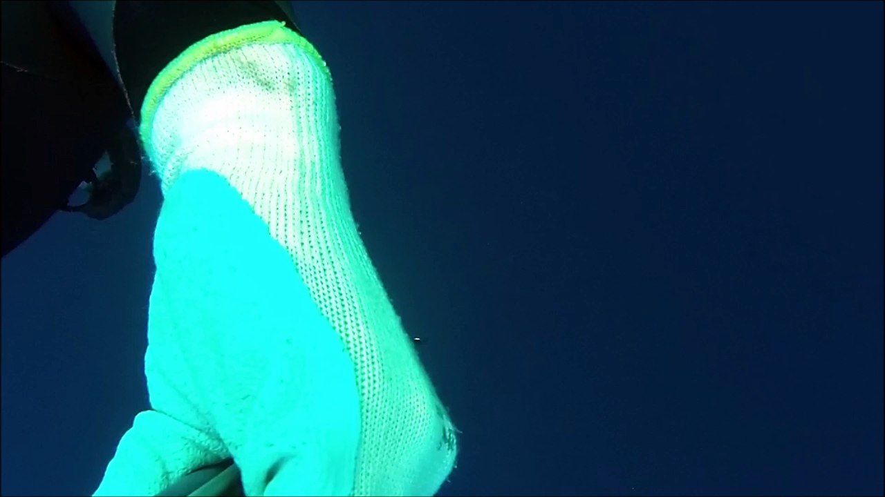 chasse sars sur epave