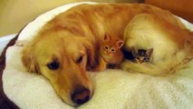 Yavru Kedi ve Köpeğin Ders Veren Dostluğu