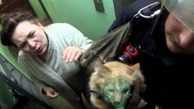 Sauvetage d'un chat avec un masque à oxygène