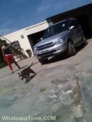 Thats Why Pitbull is Worlds Danger Dog