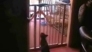 Shocking cat jump gone wrong