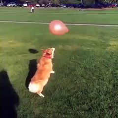 Dog plays with balloon