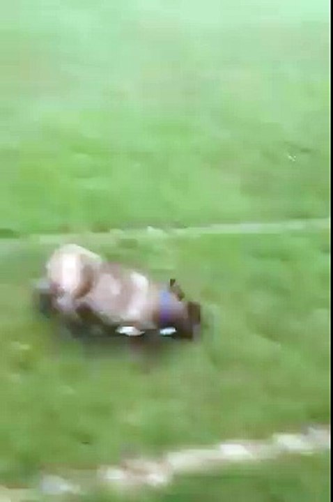 Pug spins on the grass!!
