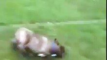 Pug spins on the grass!!