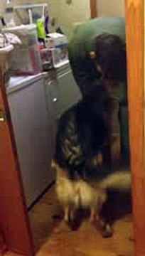 German Shepherd Dog goes crazy welcoming home Marine