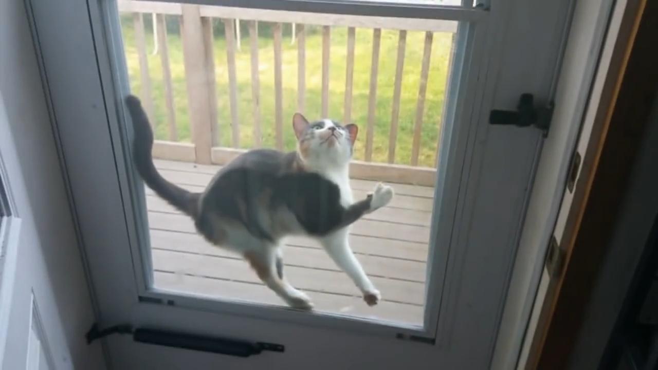 Cat Stuck