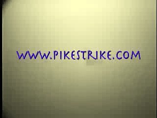 Turna balığının avına saldırışı