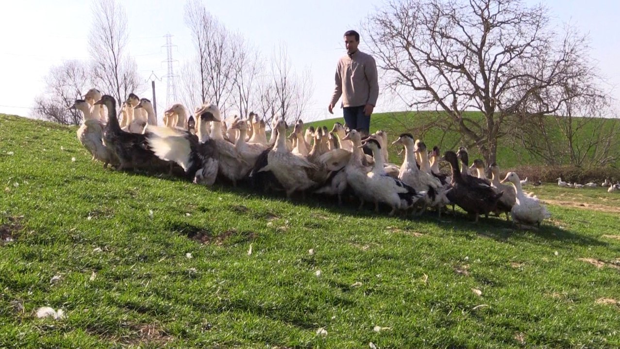 La Région aide la filière "aval" de l'élevage de canards gras du Gers