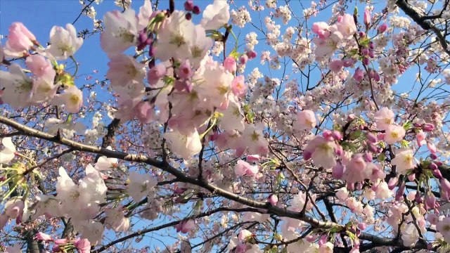 Cherry Blossoms in Peak Bloom in Washington, DC
