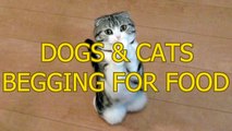 Funny cats and dogs begging for food - Cute animal compilation