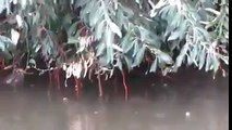 Balıklar ağaçtan meyve yiyor