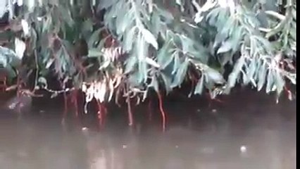 Balıklar ağaçtan meyve yiyor