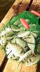 Çupra avına dair ince detaylar