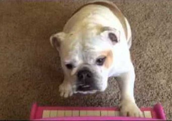 Rosie-Belle the Bulldog Plays Piano